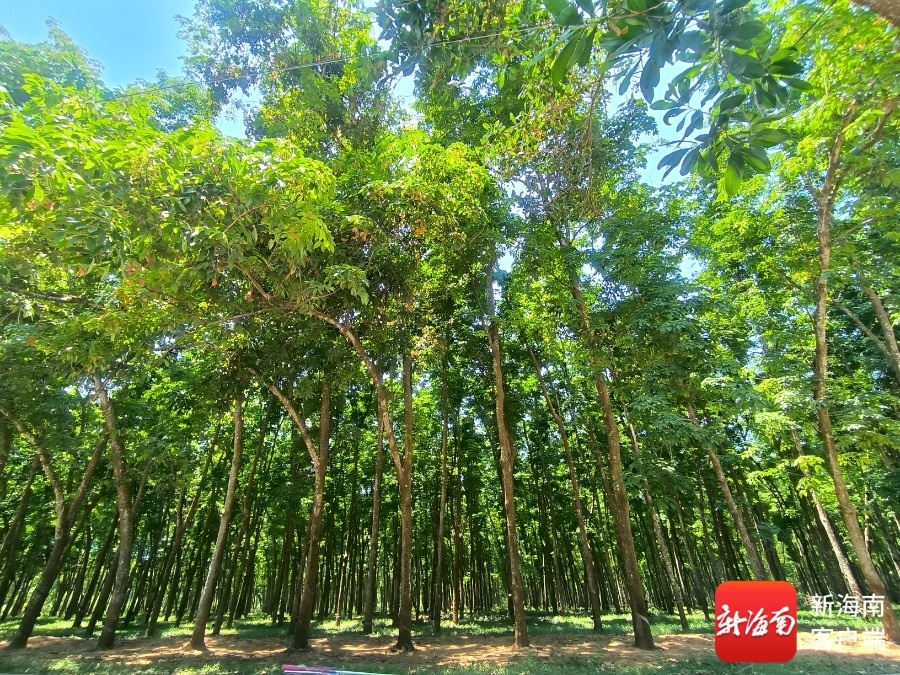 海南橡膠獲批設(shè)立跨境資金集中運(yùn)營中心 躋身海南自貿(mào)港首批認(rèn)定企業(yè)